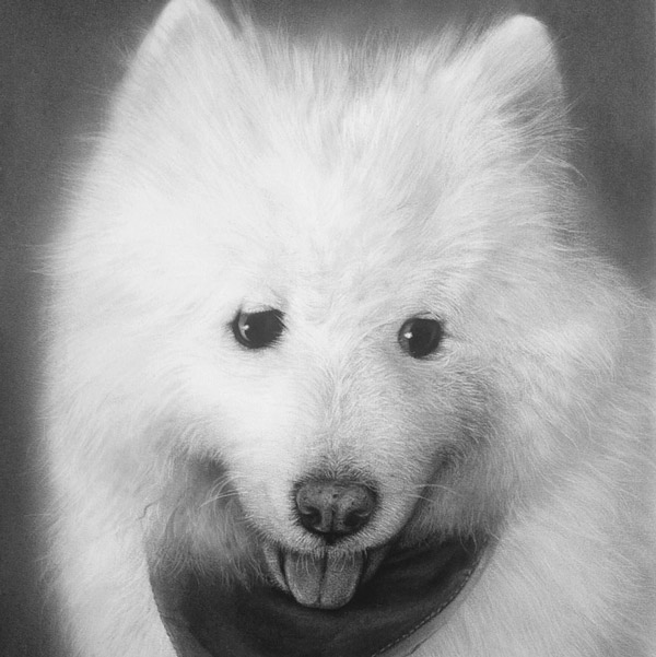 Commissioned dog drawing