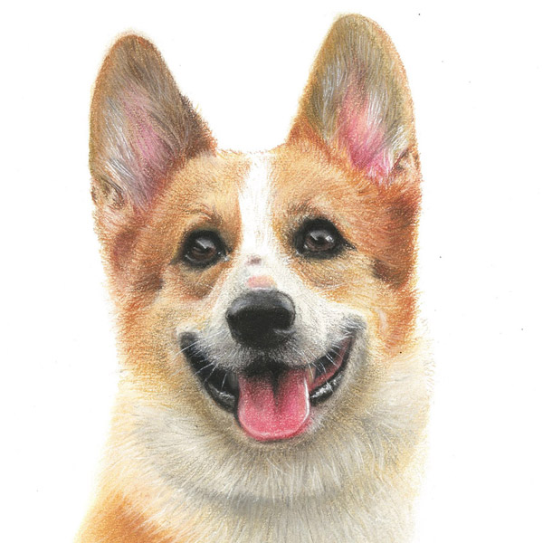 Bruno - dog portrait. pet portrait. photo-realistic animal drawing.