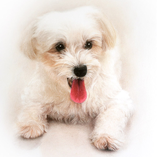 custom portrait drawing of dog