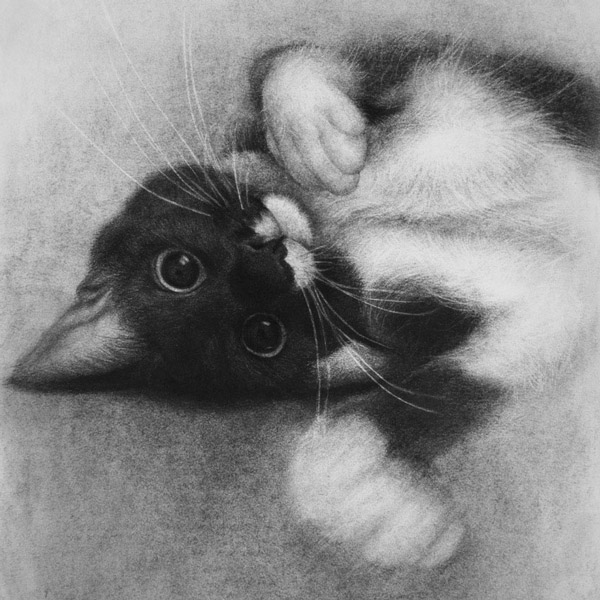 Commissioned cat drawing