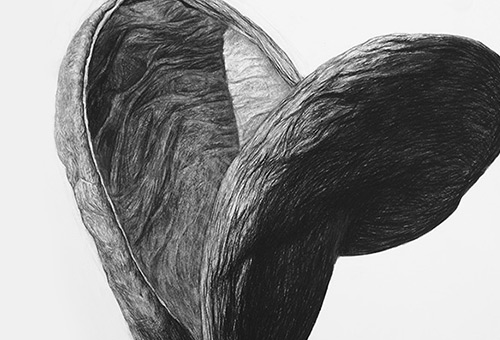Organic Shape No.3 - charcoal drawing of a giant seed by Singapore realist artist Liu Ling