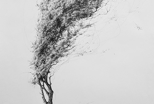 Tree No.5- scribble drawing of a wind-bent tree. Pen and ink art of nature still life drawing by Singapore realist artist Liu Ling